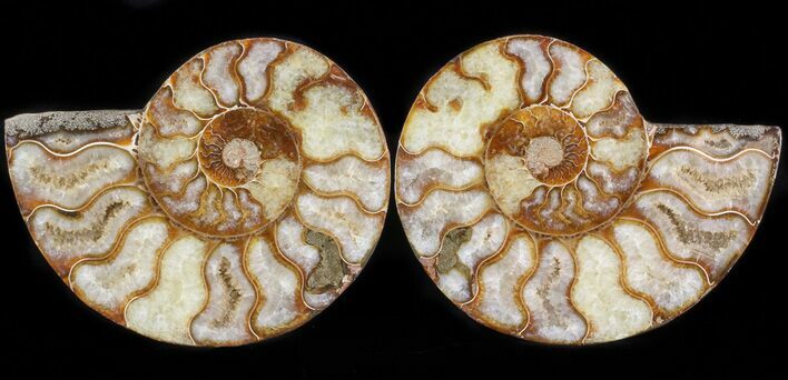 Polished Ammonite Pair - Agatized #41180